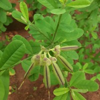 Crotalaria retusa L.